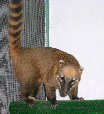 coati.jpg