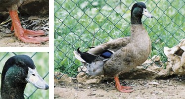 &Agrave;nnera mallorquina - Galeria - Imatge 01