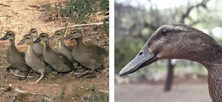 &Agrave;nnera mallorquina - Or&iacute;gens