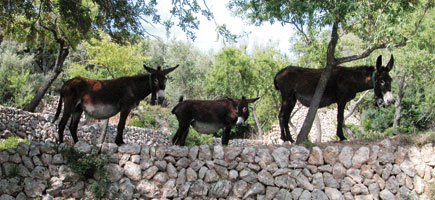 Ase balear - Car&agrave;cters generals