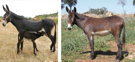 Ase balear - Caracter&iacute;stiques m&eacute;s destacades