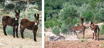 Ase balear - Or&iacute;gens
