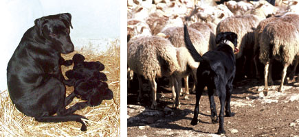 Ca de bestiar - Or&iacute;gens