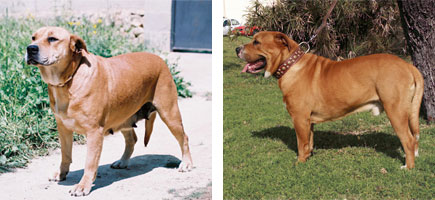 Ca de bou - Or&iacute;gens