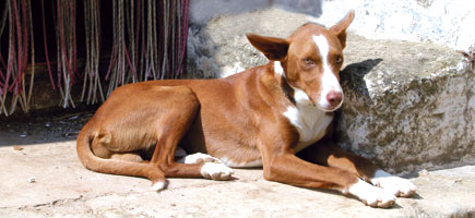 Ca de conills de Menorca - Car&agrave;cters generals