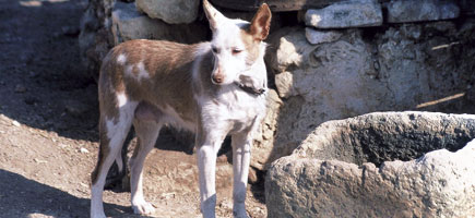 Ca de conills de Menorca - Dades generals