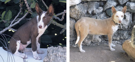 Ca de conills de Menorca - Or&iacute;gens