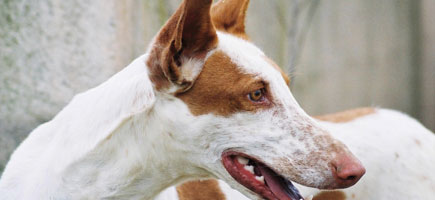 Ca eivissenc - Car&agrave;cters generals