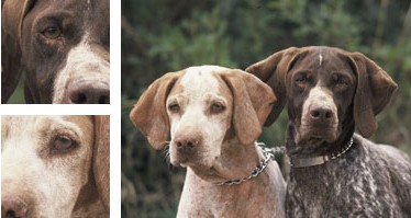 Ca m&egrave; mallorqu&iacute; - Galeria - Imatge 01