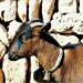 Cabra mallorquina - Galeria - Icona 05