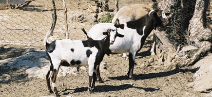 Cabra piti&uuml;sa - Car&agrave;cters generals