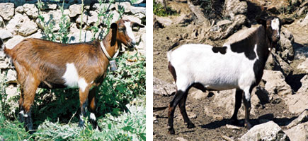 Cabra piti&uuml;sa - Caracter&iacute;stiques m&eacute;s destacades