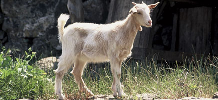 Cabra piti&uuml;sa - Dades generals