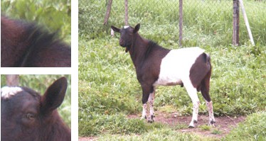 Cabra piti&uuml;sa - Galeria - Imatge 01