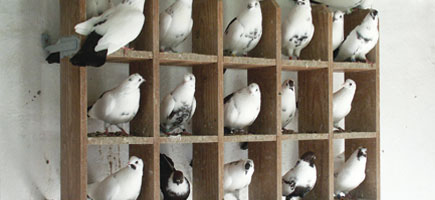 Colom Borino - Dades generals