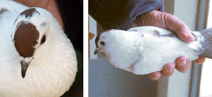 Colom Borino - Or&iacute;gens