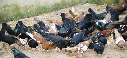 Colom de Pinta o d'Esbart - Dades generals