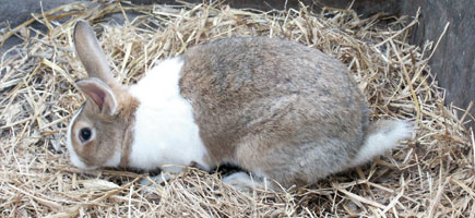 Conill pag&egrave;s d'Eivissa - Dades generals