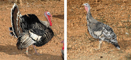 Gall d'Indi de Menorca - Caracter&iacute;stiques m&eacute;s destacades