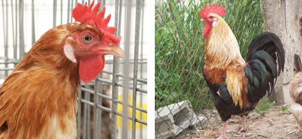 Gallina de Mallorca - Caracter&iacute;stiques m&eacute;s destacades