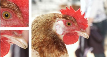 Gallina de Mallorca - Galeria - Imatge 01