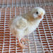 Gallina de Mallorca - Galeria - Icona 06