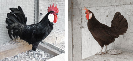 Gallina de Menorca - Caracter&iacute;stiques m&eacute;s destacades