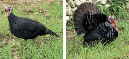 Indiot mallorqu&iacute; - Caracter&iacute;stiques m&eacute;s destacades
