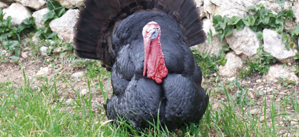 Indiot mallorqu&iacute; - Dades generals