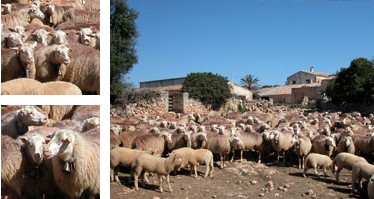 Ovella mallorquina - Galeria - Imatge 01
