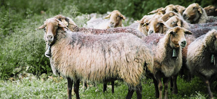 Ovella roja mallorquina - Car&agrave;cters generals