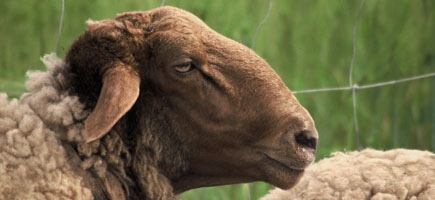 Ovella roja mallorquina - Dades generals