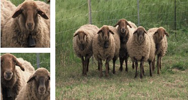 Ovella roja mallorquina - Galeria - Imatge 01
