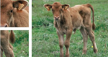 Vaca menorquina - Galeria - Imatge 01