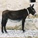 Asno balear - Galer&iacute;a - Icono 04