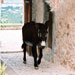 Asno balear - Galer&iacute;a - Icono 02