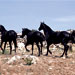 Caballo menorqu&iacute;n - Galer&iacute;a - Icono 06