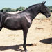 Caballo menorqu&iacute;n - Galer&iacute;a - Icono 05