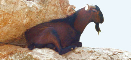 Cabra mallorquina - Datos generales