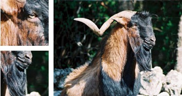 Cabra mallorquina - Galer&iacute;a - Imagen 01