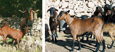 Cabra mallorquina - Or&iacute;genes