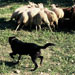 Can de ganado - Galer&iacute;a - Icono 05