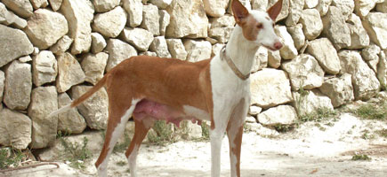 Can ibicenco - Datos generales