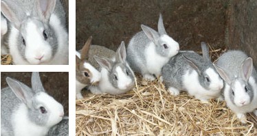 Conejo campero de Ibiza - Galer&iacute;a - Imagen 01