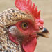 Gallina de Ibiza - Galer&iacute;a - Icono 02