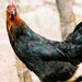 Gallina de Ibiza - Galer&iacute;a - Icono 05
