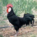Gallina de Menorca - Galer&iacute;a - Icono 01