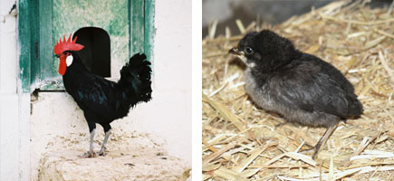 Gallina de Menorca - Or&iacute;genes