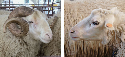 Oveja mallorquina - Caracter&iacute;sticas m&aacute;s destacadas