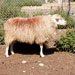 Oveja mallorquina - Galer&iacute;a - Icono 02